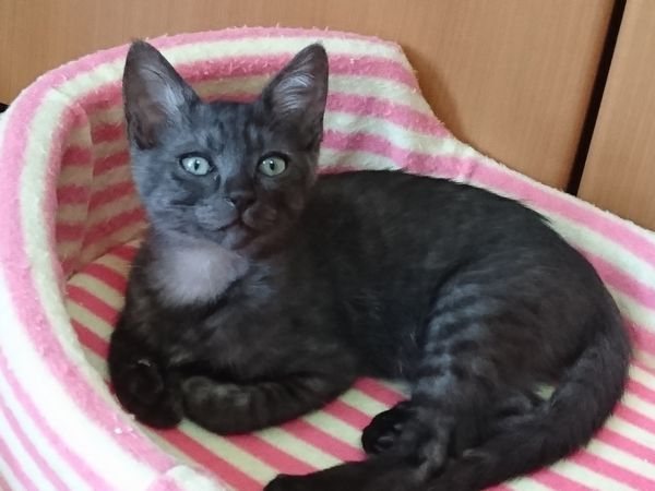 子猫が群がるクイックルワイパー、掃除もはかどる…？