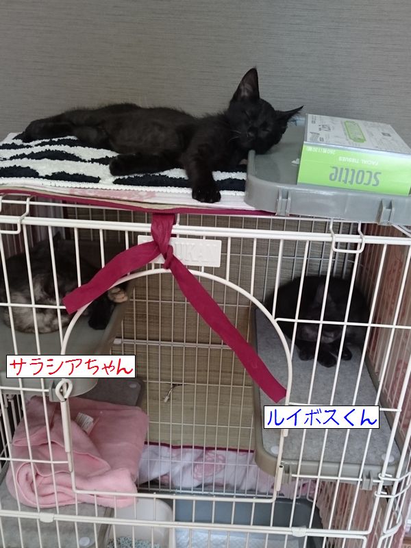 東海地方（愛知三重岐阜）犬猫保護ボラグループアニサポ里親募集保護猫