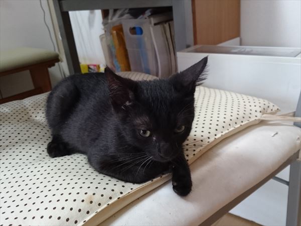 子猫3兄妹黒猫ノニ