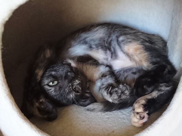 サビ子猫サラシアちゃん