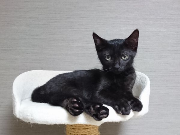 子猫はみーんなスリッパ好き♪【3兄妹がスリッパで遊んだら…動画】