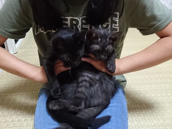 人馴れ抜群の子猫