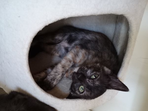 サビ猫サラシアちゃん