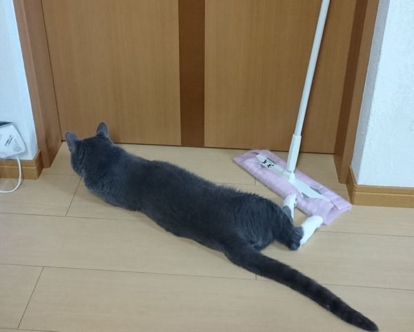 グレー白トム君