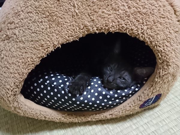 東海地方（愛知三重岐阜）犬猫保護ボラグループアニサポ里親募集保護猫健康茶隊ルイボス