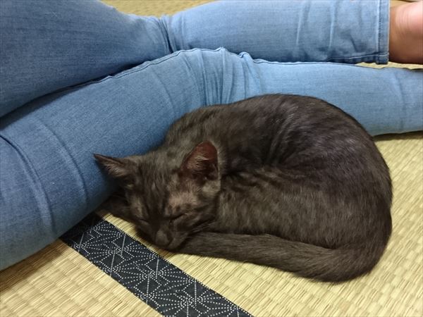 アニサポ保護子猫
