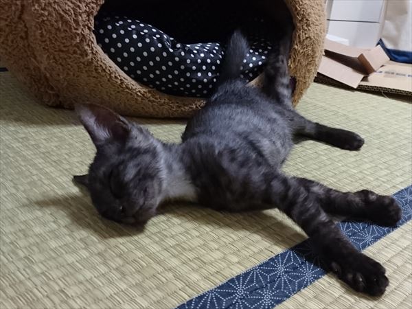 東海地方（愛知三重岐阜）犬猫保護ボラグループアニサポ里親募集保護猫