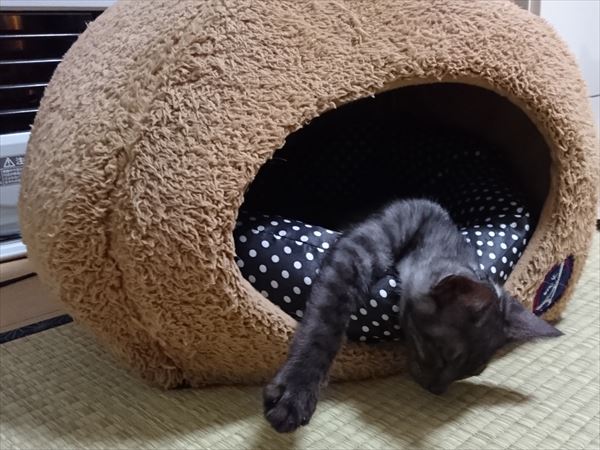 東海地方（愛知三重岐阜）犬猫保護ボラグループアニサポ里親募集保護子猫ルイボス