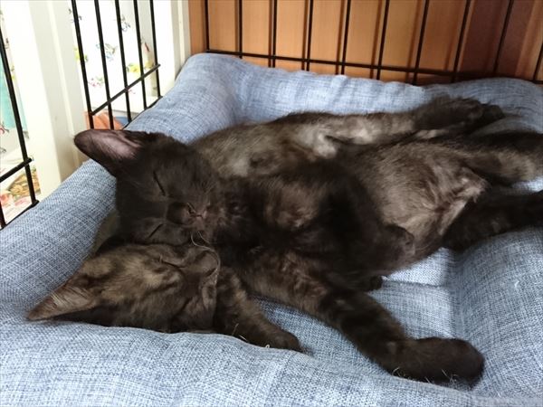 里親募集中の子猫