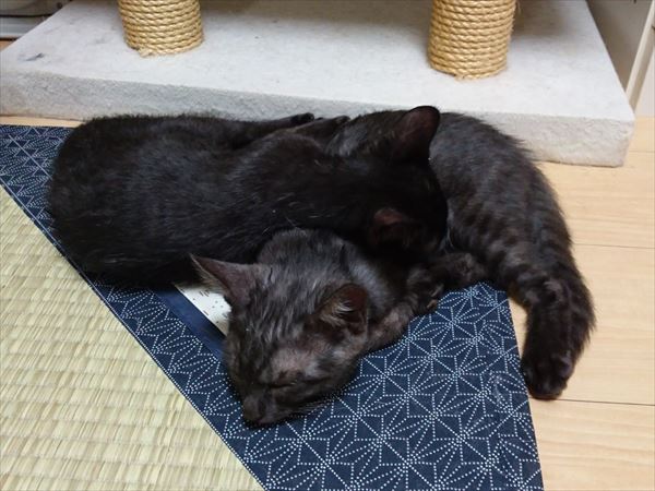猫は暑がりなのか寒がりなのか？子猫ルイボスの行動