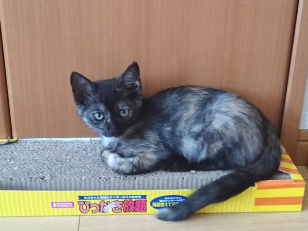 慎重派のサビ猫サラシアちゃん、やっと子猫らしく・・・