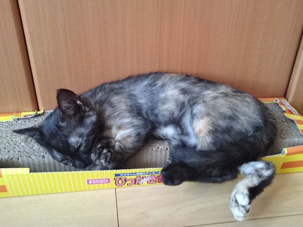 アニサポ保護子猫