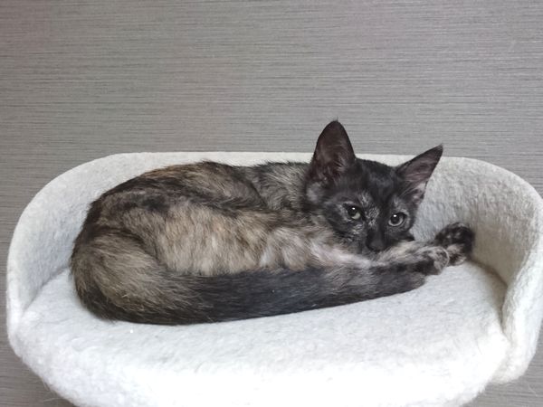 里親募集中の子猫