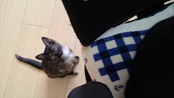 サビ猫