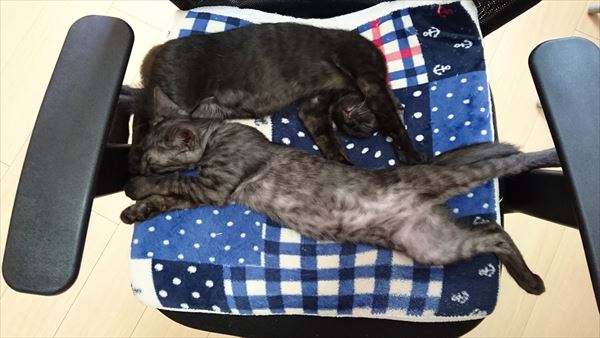 兄弟猫黒猫とスモーク猫