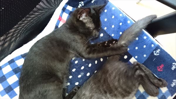 しっぽをつかんで眠る黒猫