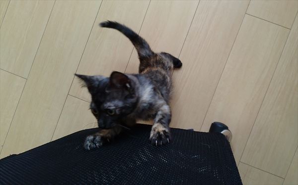 遊びに誘うサビ子猫サラシア