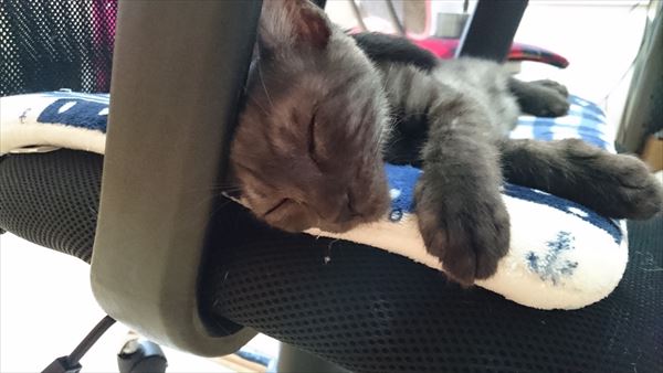 熟睡中の子猫の寝顔