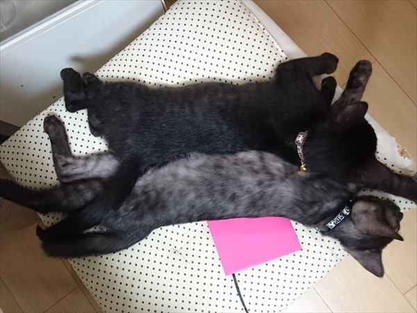 くっついて眠る子猫の兄弟