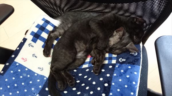 里親募集中の保護猫