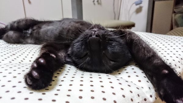 東海地方（愛知三重岐阜）犬猫保護ボラグループアニサポ里親募集保護猫健康茶隊