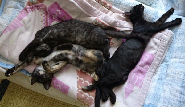 子猫の食欲は底知らず！毎日お腹ポンポコリン