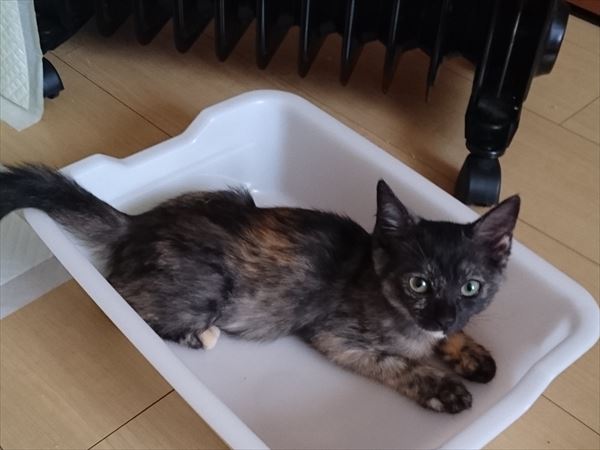 サビ猫の子猫