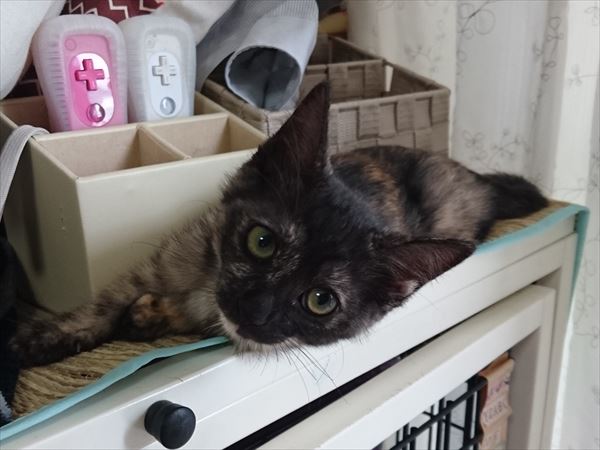 サビ猫の子猫