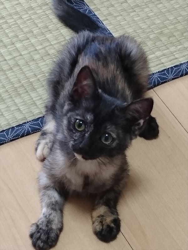 サビ子猫サラシア、にゃんデントで一人遊びをする