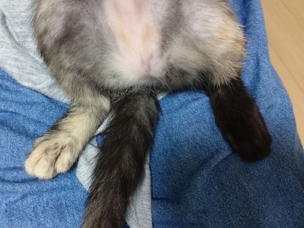 サビ猫の子猫
