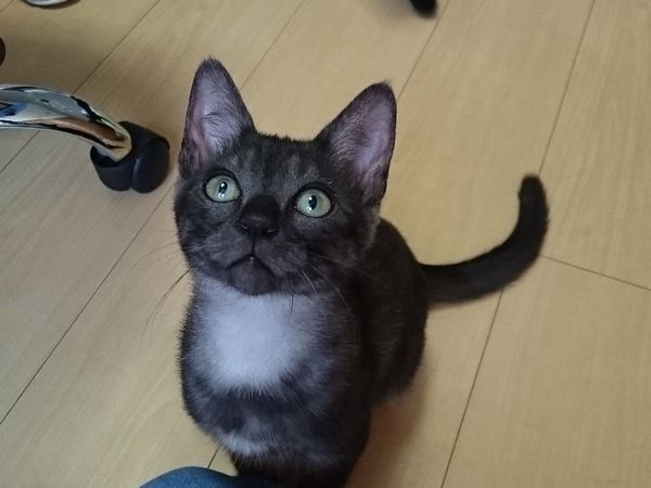 お目目くりくりの子猫