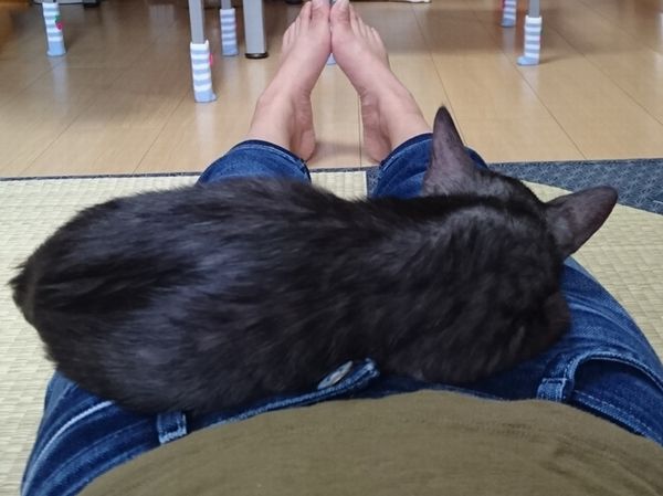 お腹に乗って眠る子猫