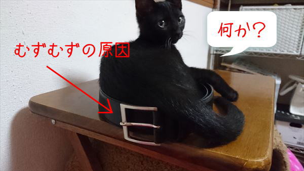 里親募集中の黒猫子猫