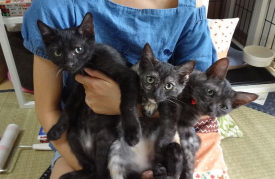 初！猫の譲渡会参加の３子猫、お疲れモードでスヤスヤ