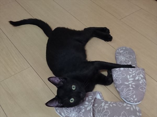 遊び足りない子猫ノニ、大好きなトム猫はお疲れ気味(^^;)