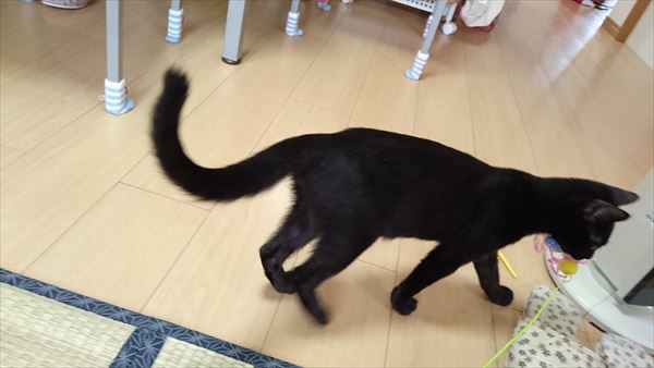 おもちゃで遊ぶ子猫