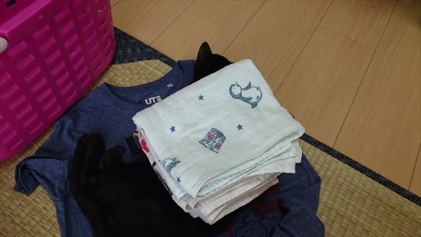 子猫の背中にタオルを乗せてみる