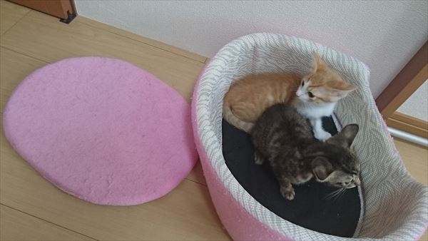 ペット用ベッドでくつろぐ子猫