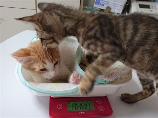 子猫の体重測定２