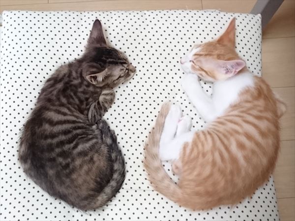 すやすや眠る子猫兄弟