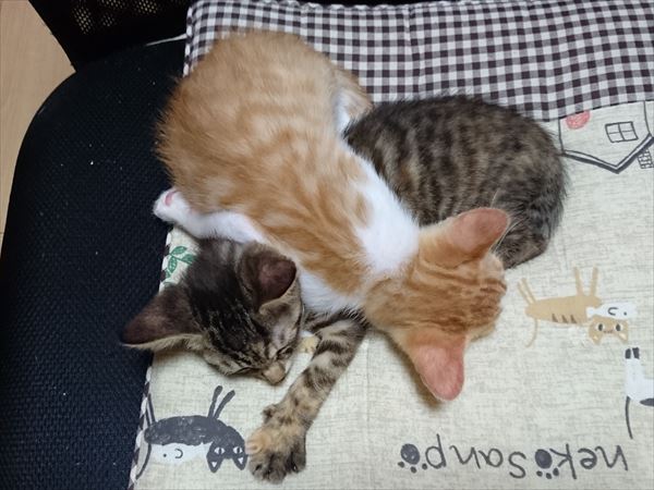 子猫兄弟の寝姿