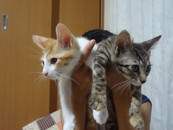 アニサポ保護猫子猫兄妹