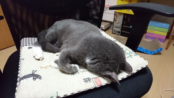 グレー白大人猫トム