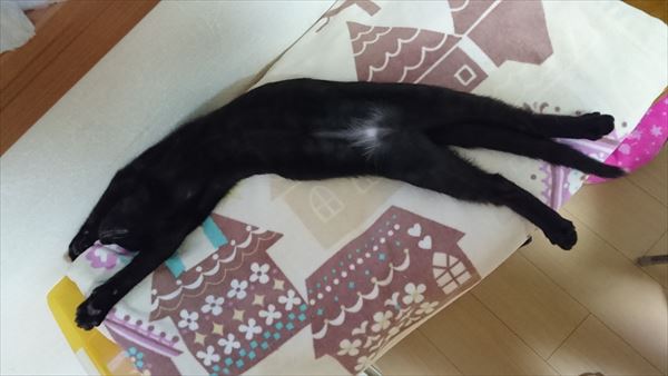 黒猫の子猫