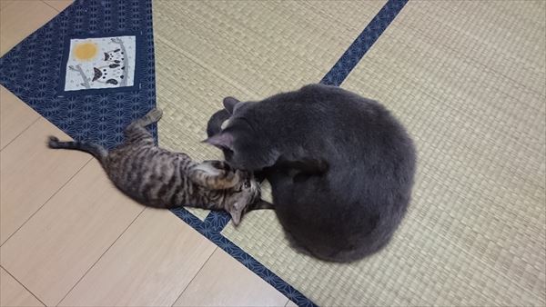 尻尾にじゃれる子猫