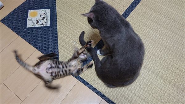 子猫と大人猫