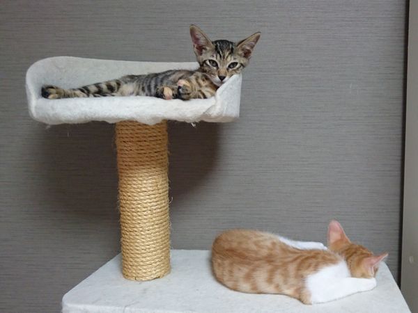 猫が高いところを好む理由？キャットタワーの子猫たち