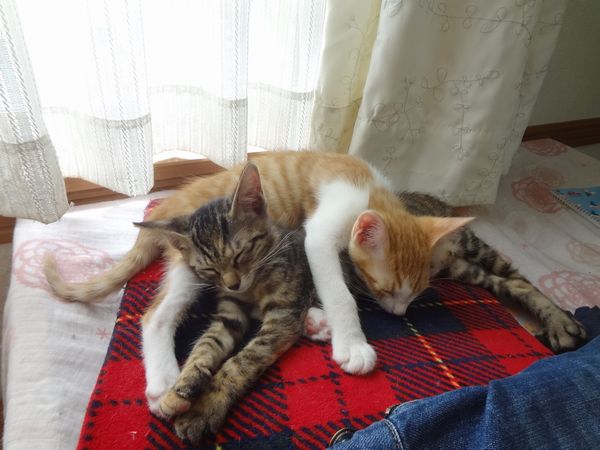 一緒に寝る兄妹猫