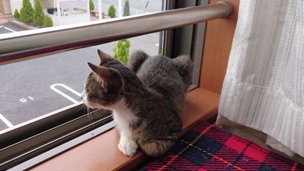 アニサポ子猫はあと