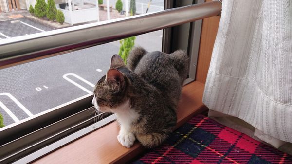 アニサポ保護猫